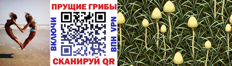 Купить  Невинномысск  Галлюциногенные грибы Magic Shrooms 